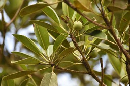 Labourdonaisia callophylloides - Tit Natte - SAPOTACEAE - Endémique Réunion, Maurice