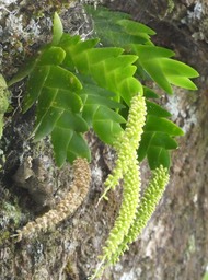 Oberonia disticha - EPIDENDROIDEAE - Indigène Réunion