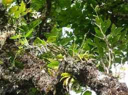 Orchidées sur Bois de cabri blanc