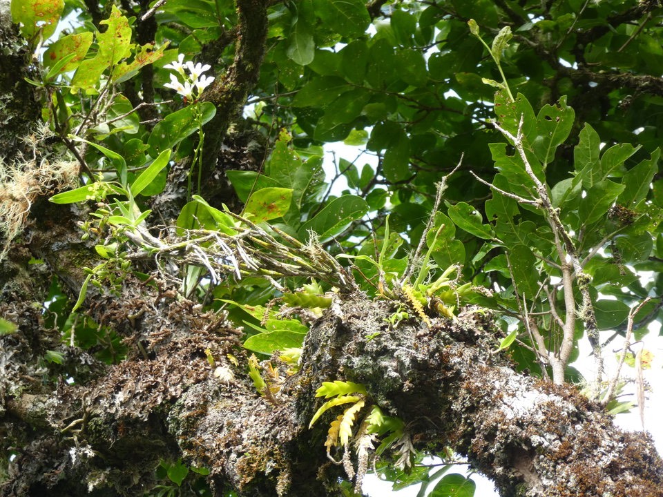 Orchidées sur Bois de cabri blanc