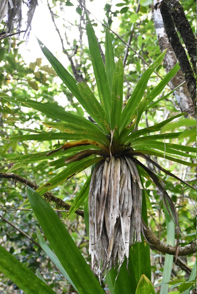 Pandanus purpurascens - Pimpin rouge - PANDANACEAE - Endémique Réunion - MB2_2500