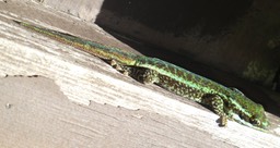 Phelsuma borbonica - Lezard vert des hauts - GEKKONIDE - Endémique Réunion
