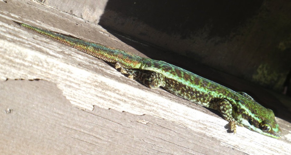 Phelsuma borbonica - Lezard vert des hauts - GEKKONIDE - Endémique Réunion