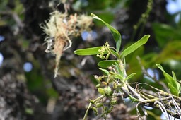 Polystachya fusiformis - EPIDENDROIDEAE - Indigène Réunion