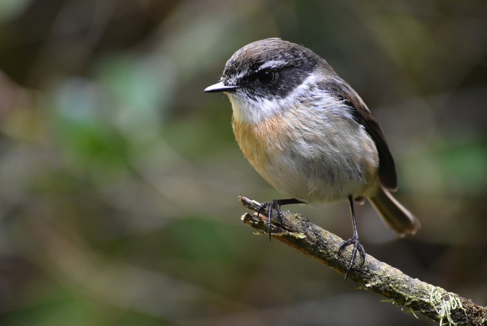 Saxicola tectes - Tec-tec - MUSCICAPIDAE - Endémique Réunion - MB2_2489