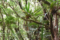 Sous-bois à Dioré