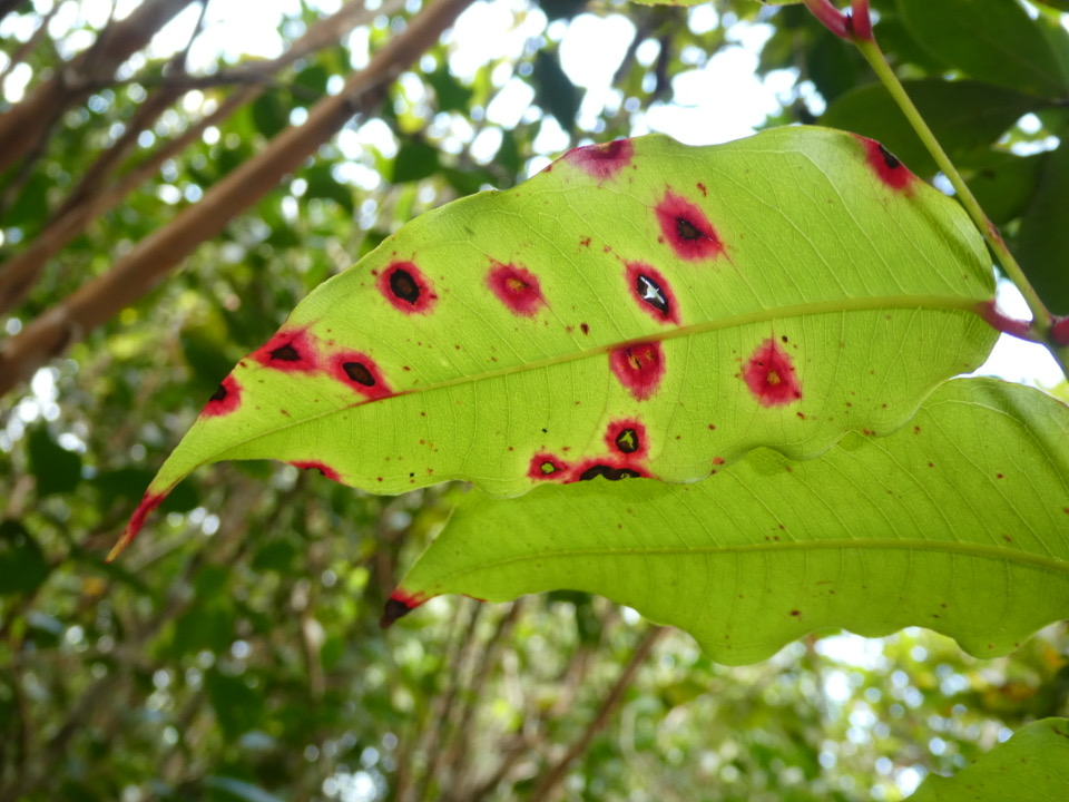 Syzygium cymosum - Bois de pomme rouge - MYRTACEAE Endémique Réunion, Maurice - P1020346