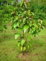 9 bois de peroquet 