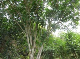 IMG_3200