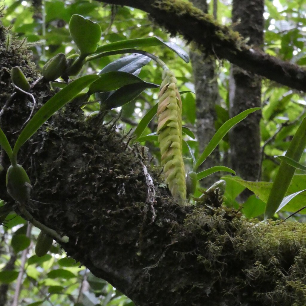 Bulbophyllum_occultum-EPIDENDROIDEAE-Endemique_Mascareignes-P1100895.jpg