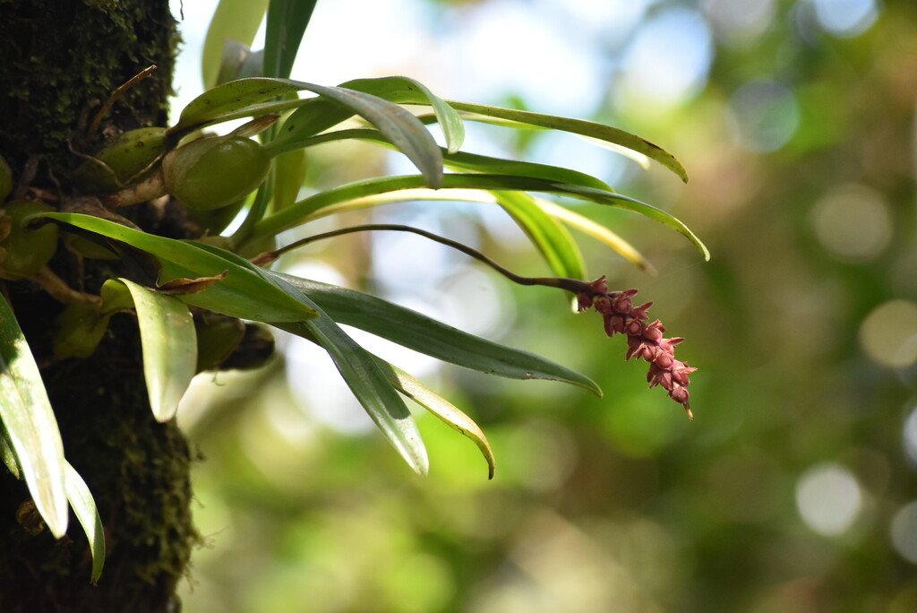 Bulbophyllum_pendulum