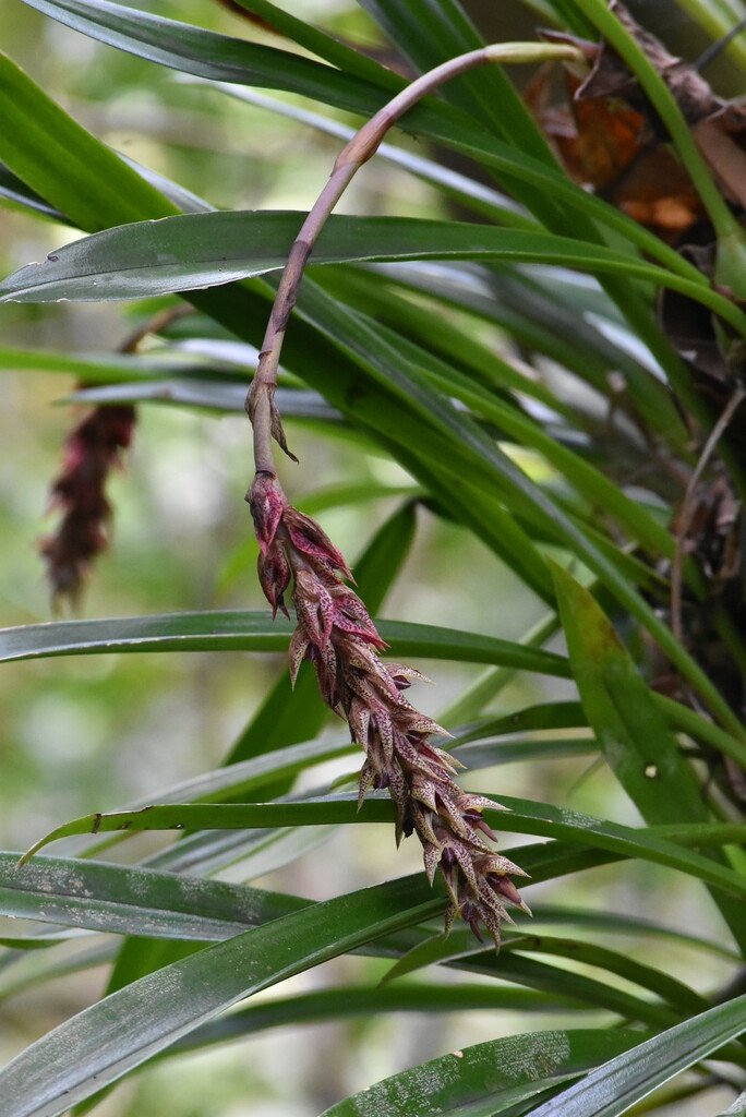 Bulbophyllum_variegatum-EPIDENDROIDEAE-Endemique_Mascareignes-MB4_2694.jpg