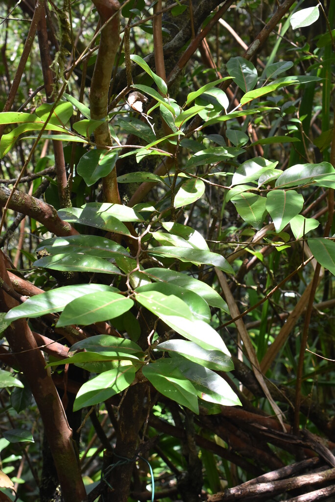 Casearia_coriaceae-Bois_de_cabri_rouge-SALICACEAE-Endemique_Reunion_Maurice-MB4_2719.jpg