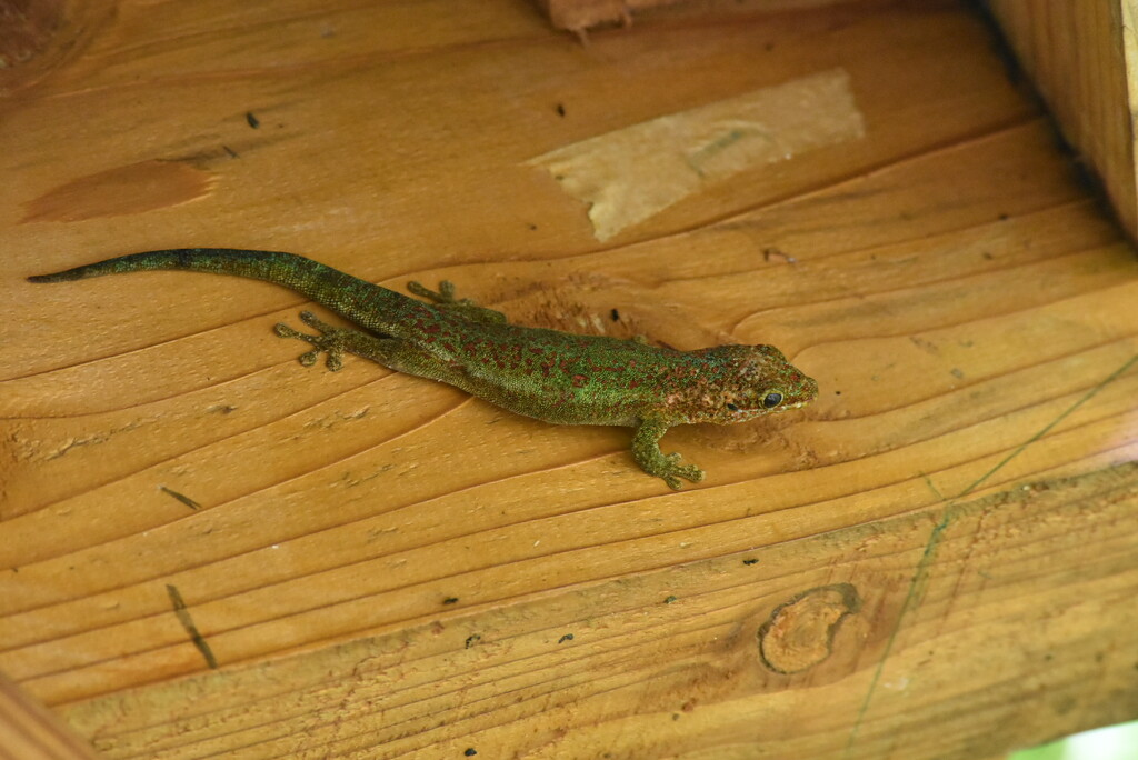 Phelsuma_borbonica-Gecko_vert_des_hauts-GEKKONIDAE-Endemique_Reunion-MB4_2676.jpg