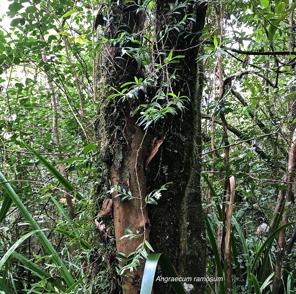 Angraecum ramosum. orchidaceae ;indigène Réunion IMG_4717