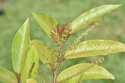 Antidesma madagascariense - Bois de cabri blanc - PHYLLANTHACEAE - Indigène Réunion - MAB_6484
