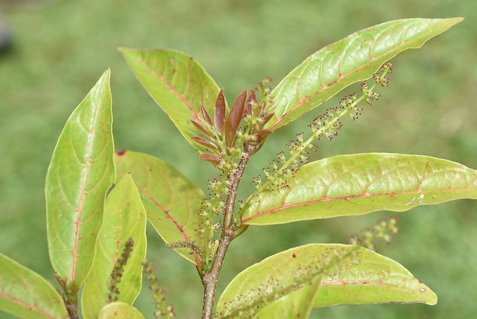 Antidesma madagascariense - Bois de cabri blanc - PHYLLANTHACEAE - Indigène Réunion - MAB_6484