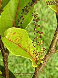 Antidesma madagascariense .bois de cabri blanc . phyllanthaceae.indigène Réunion .P1730732