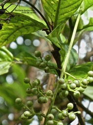 Bertiera borbonica . bois de raisin .rubiaceae. endémique Réunion .P1740110