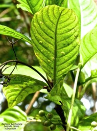 Bertiera borbonica .bois de raisin .rubiaceae.endémique Réunion .P1740107