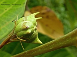 Hancea integrifolia .bois de perroquet .fruit . euphorbiaceae .endémique Réunion Maurice .P1730719