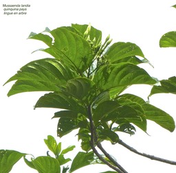 Mussaenda landia. quinquina pays. lingue en arbre .rubiaceae.endémique Réunion Maurice .P1730998