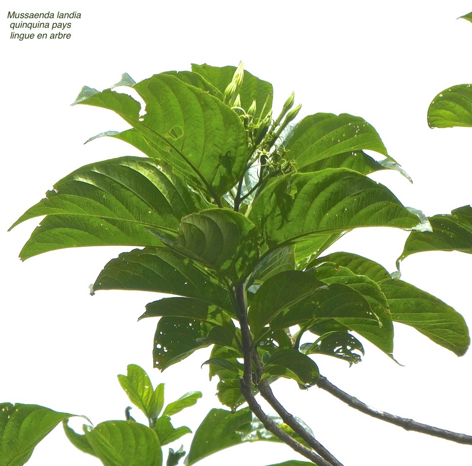 Mussaenda landia. quinquina pays. lingue en arbre .rubiaceae.endémique Réunion Maurice .P1730998