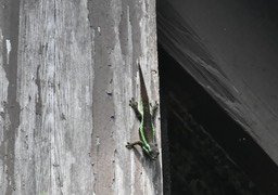 Phelsuma borbonica - GEKKONIDAE - Endémique Réunion - MAB_6531a