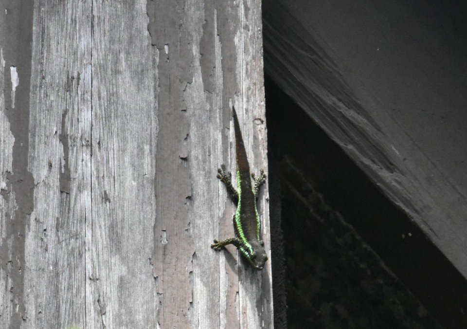 Phelsuma borbonica - GEKKONIDAE - Endémique Réunion - MAB_6531a