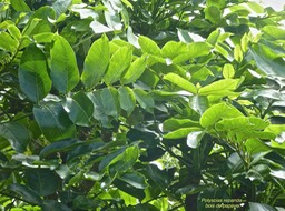 Polyscias repanda .bois de papaye. araliaceae.endémique Réunion.P1730745