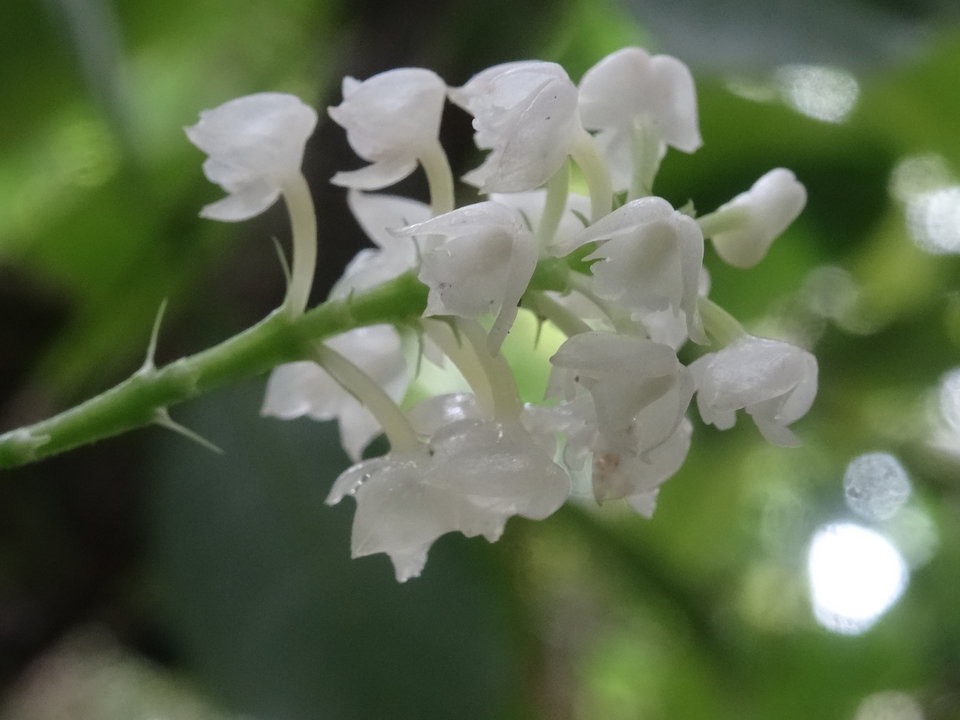 Polystachya concreta - EPIDENDROIDEAE - Indigène Réunion - DSC00568