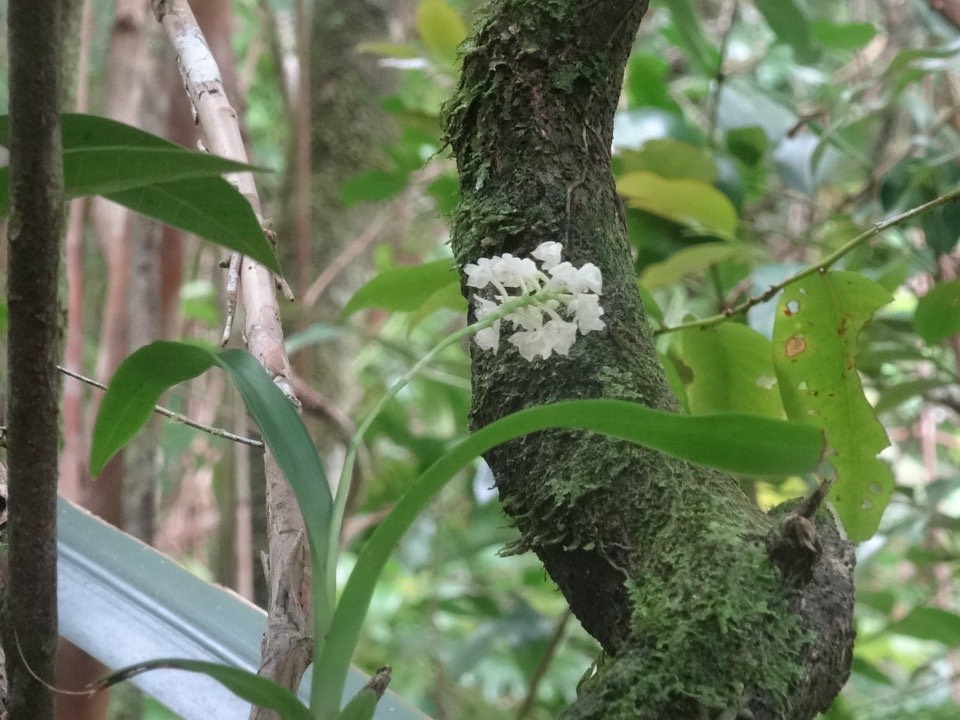 Polystachya concreta - EPIDENDROIDEAE - Indigène Réunion - DSC00567