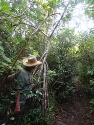 Racines échasses, pimpin des hauts - DSC00578