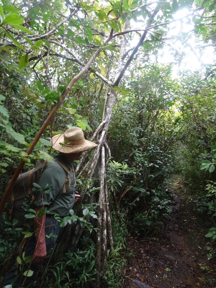 Racines échasses, pimpin des hauts - DSC00578
