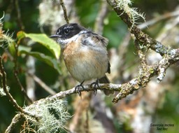 Saxicola tectes . Tec Tec . Tarier de la Réunion .   endémique Réunion .P1730990