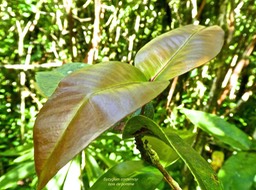 Syzygium cordemoyi .bois de pomme .myrtaceae.endémique Réunion .P1730929