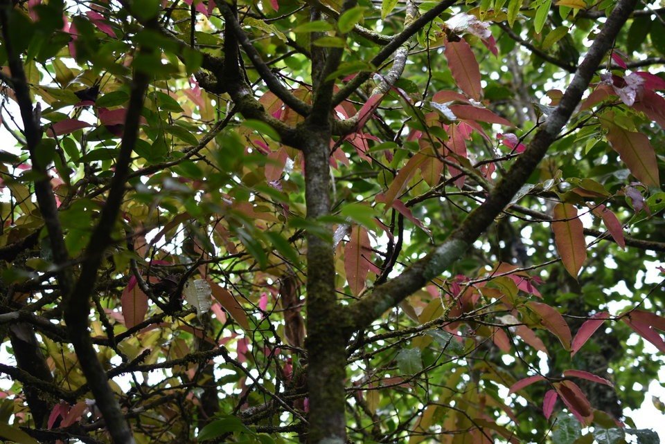 Syzygium sp - Bois de pomme - MYRTACEAE - MAB_6578