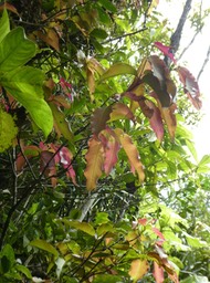 Syzygyum cymosum.bois de pomme rouge. myrtaceae.endémique Réunion  Maurice P1730907