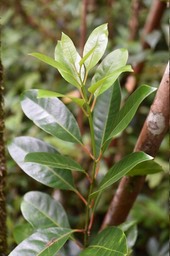 Tambourissa elliptica - (jeune) Bois de tambour - MONIMIACEAE - Endémique Réunion - MAB_6546