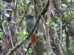 Terpsiphone bourbonensis - Zoizo la vierge - MONARCHIDAE - Endémique Réunion - DSC00552