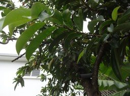 19 1 Annona muricata Corossol  Annonacée  DSC06842