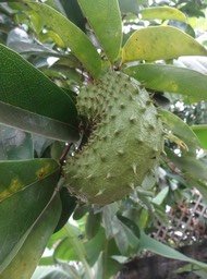 19 3 Annona muricata Corossol Annonacée Fruit  DSC06844