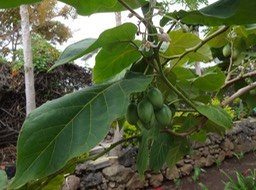 21 4 Cyphomandra betacea Tomate arbuste Solanacée