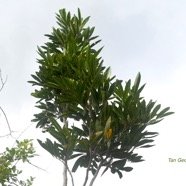 Molinaea alternifolia Tan Georges Sapindaceae Endémique La Réunion, Maurice 1851.jpeg
