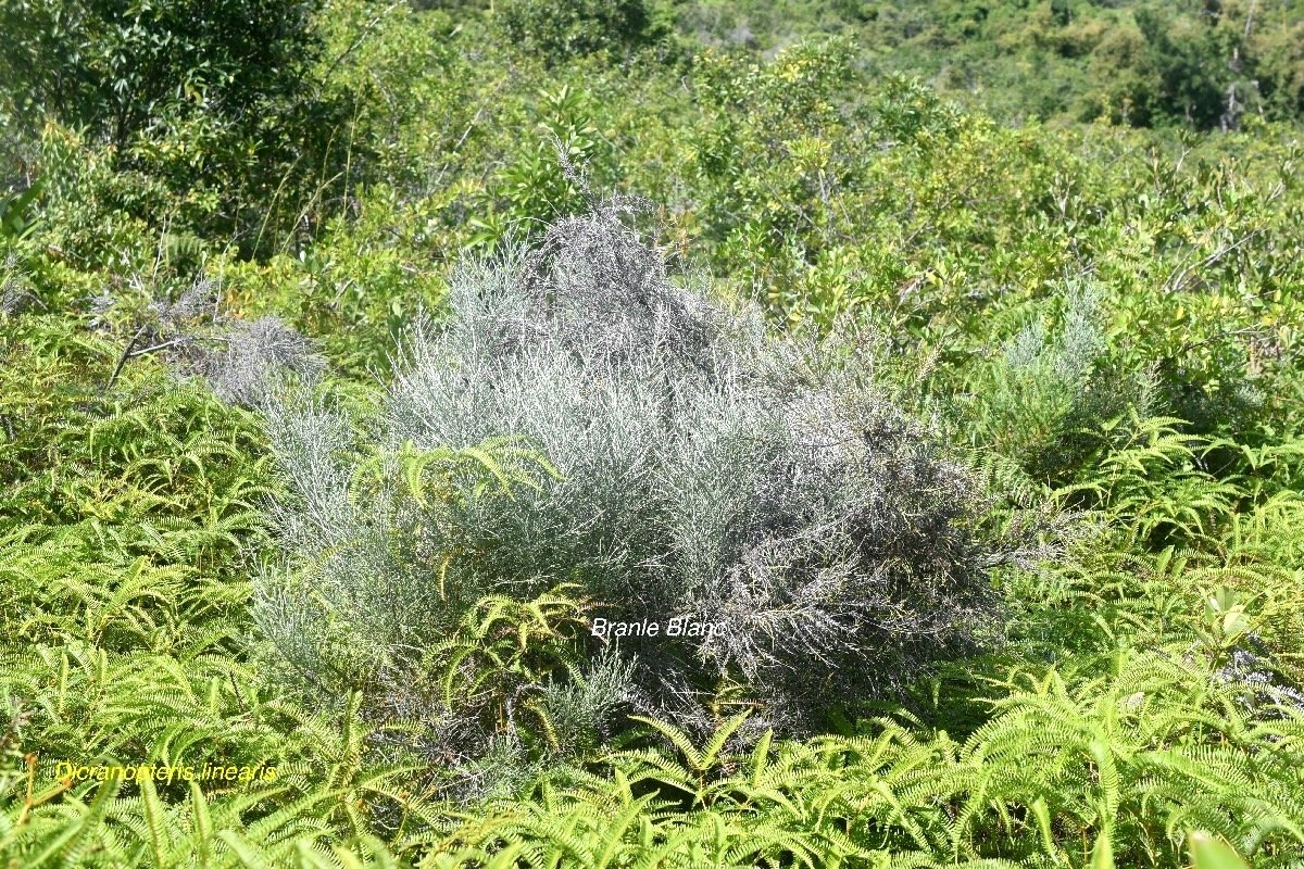 Stoebe passerinoides Branle blanc Aste raceae Endémique La Réunion 1867.jpeg