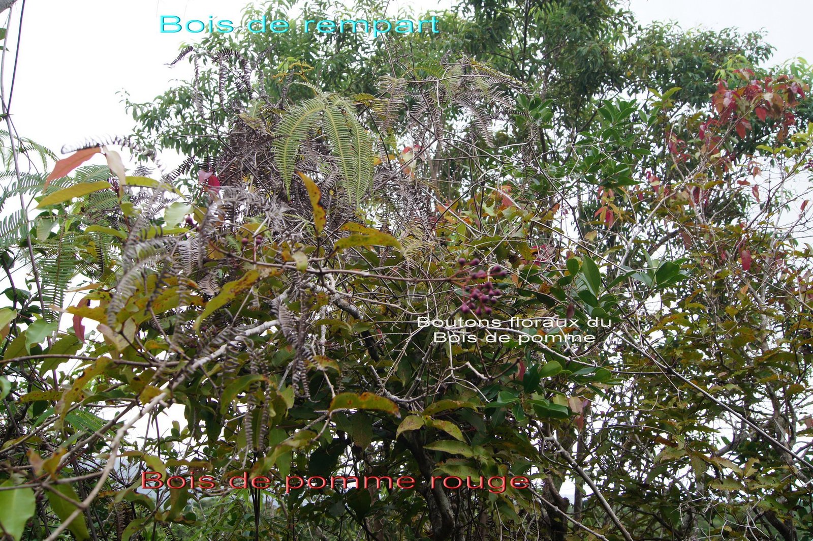 Agarista salicifolia et Syzygium cymosum.jpg