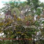 Agarista salicifolia et Syzygium cymosum.jpg