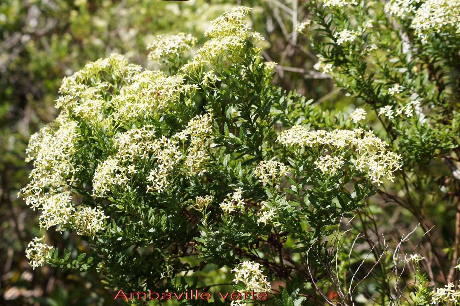 Ambaville verte - Hubertia ambavilla - Asteracee - B.jpg
