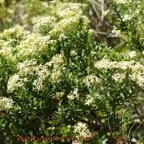 Ambaville verte - Hubertia ambavilla - Asteracee - B.jpg