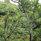 Antirhea borbonica.jpg